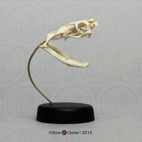 Bone Clones Reptile and Amphibian Skulls