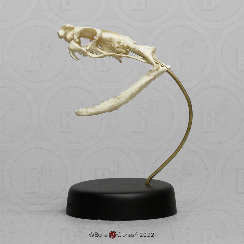 Bone Clones Reptile and Amphibian Skulls
