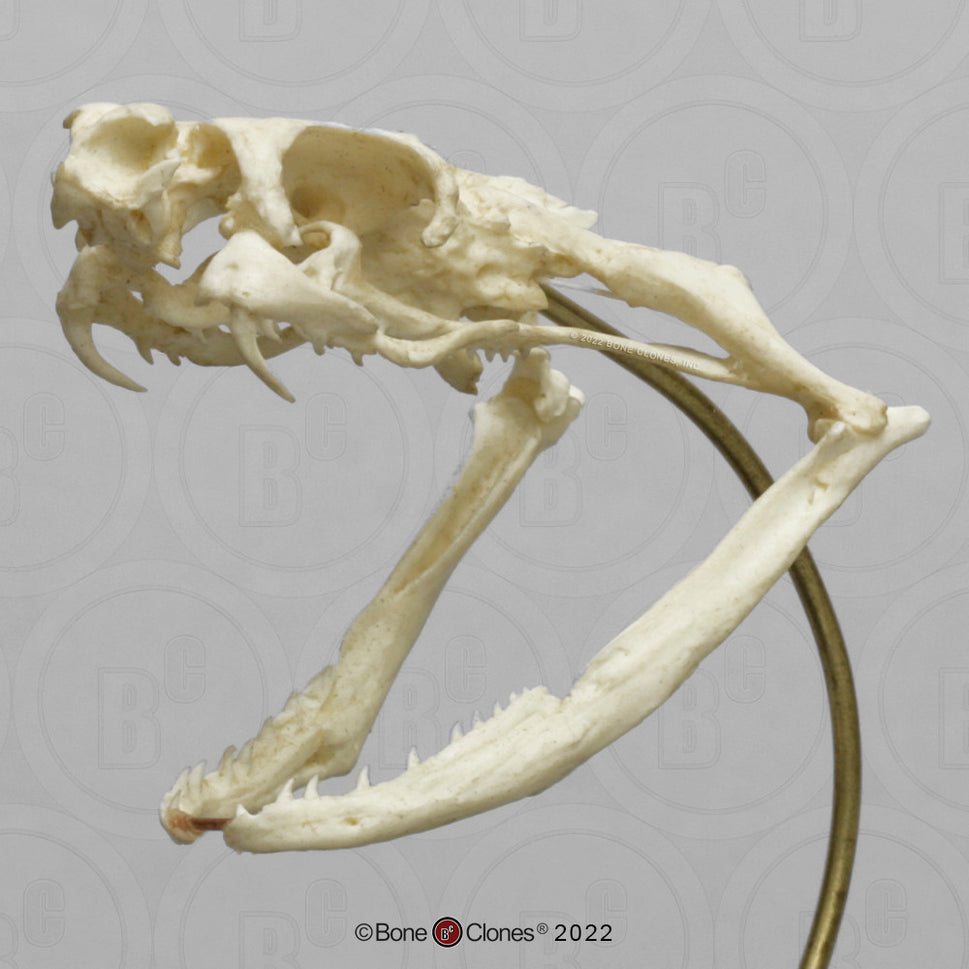 Bone Clones Reptile and Amphibian Skulls