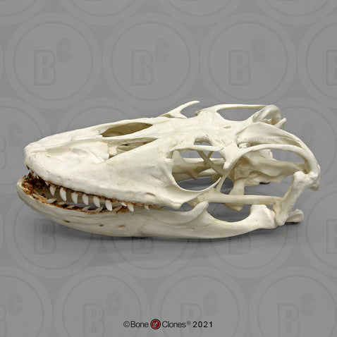 Bone Clones Reptile and Amphibian Skulls