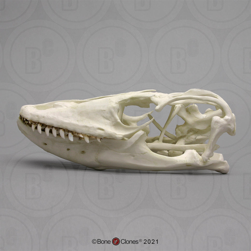 Bone Clones Reptile and Amphibian Skulls