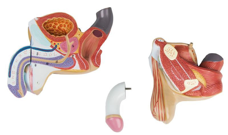 Male Genital Organs Model (4 part)