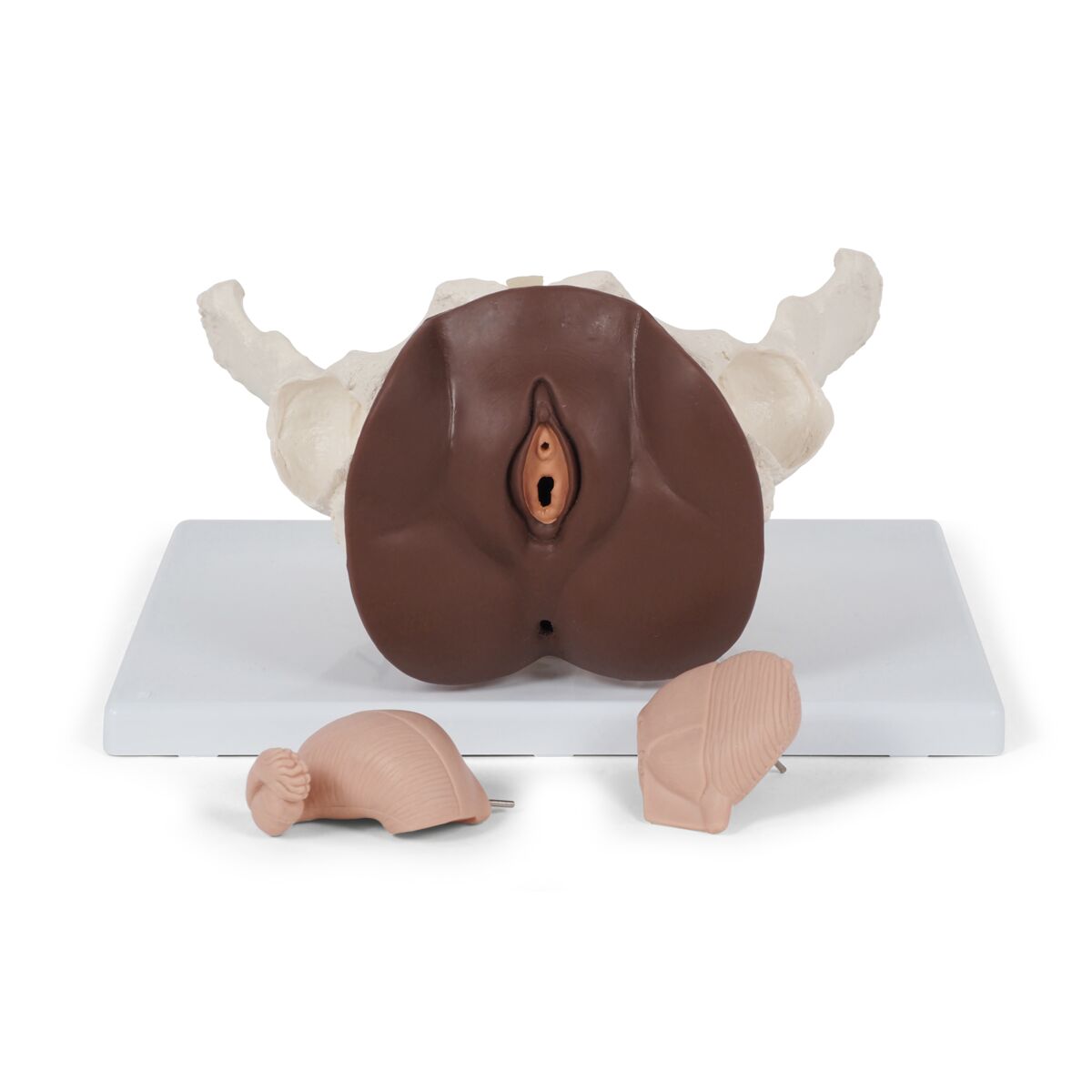 Female Pelvis Skeleton with Genital Organs (3 part)