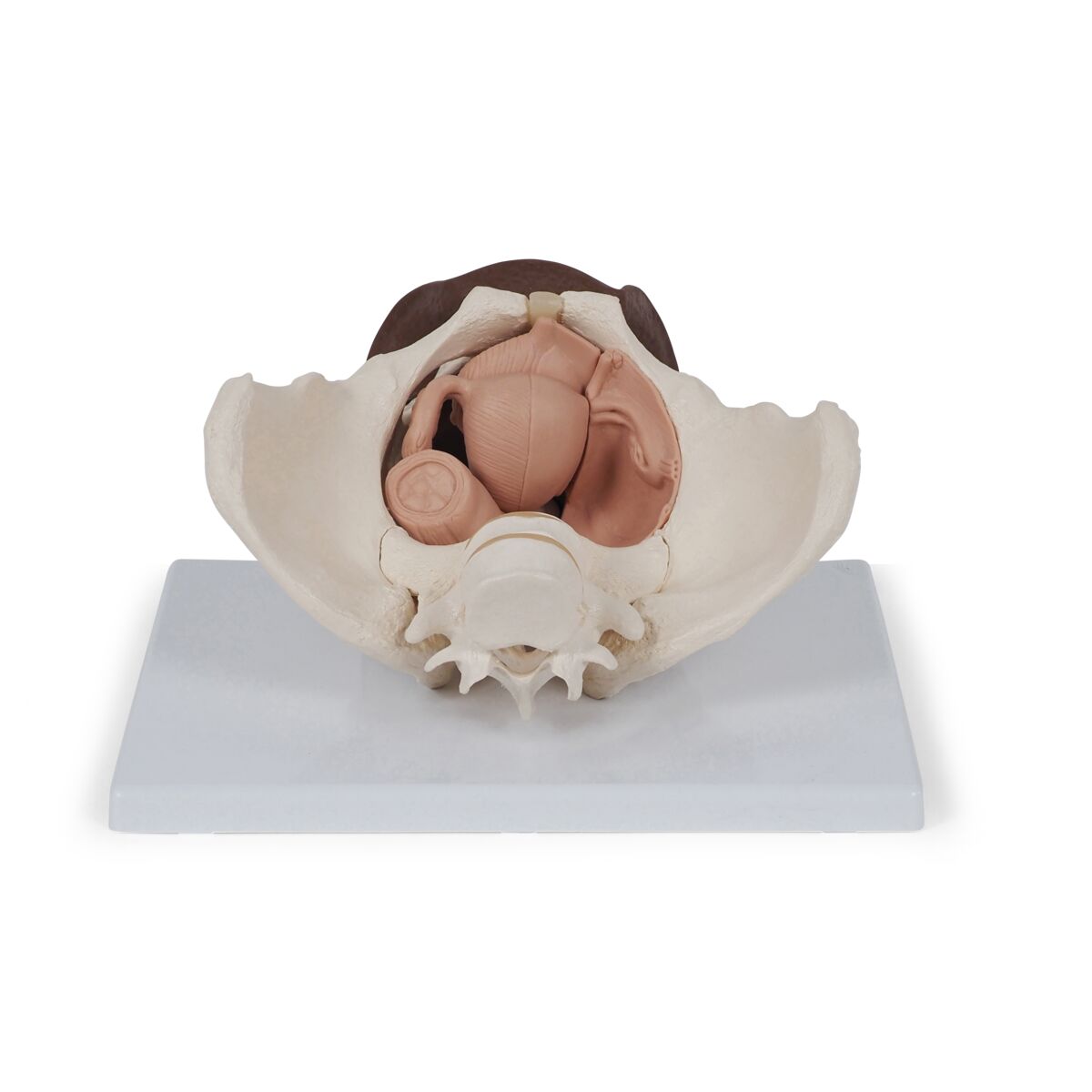 Female Pelvis Skeleton with Genital Organs (3 part)