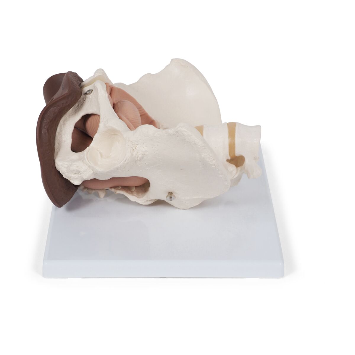 Female Pelvis Skeleton with Genital Organs (3 part)