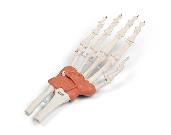 Ligamentous Apparatus of the Wrist Model