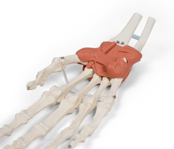 Ligamentous Apparatus of the Wrist Model