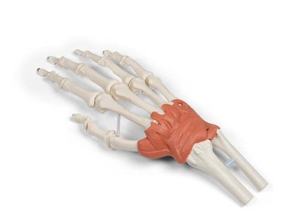 Ligamentous Apparatus of the Wrist Model