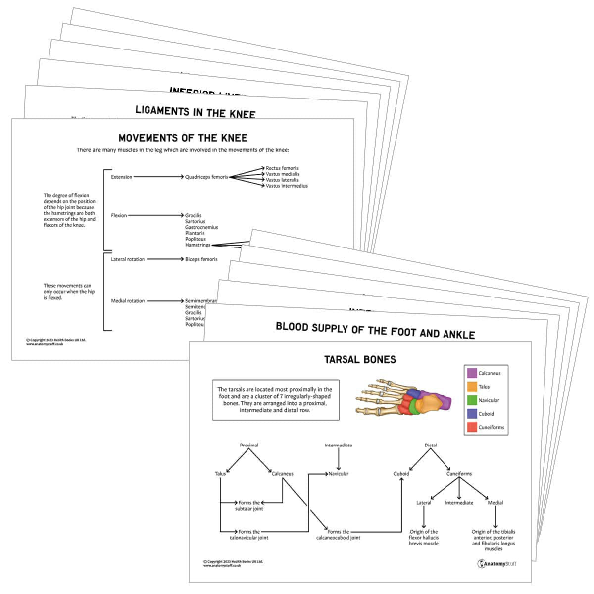 Lower Limb Anatomy Revision Pack (Interactive & Printable PDFs)