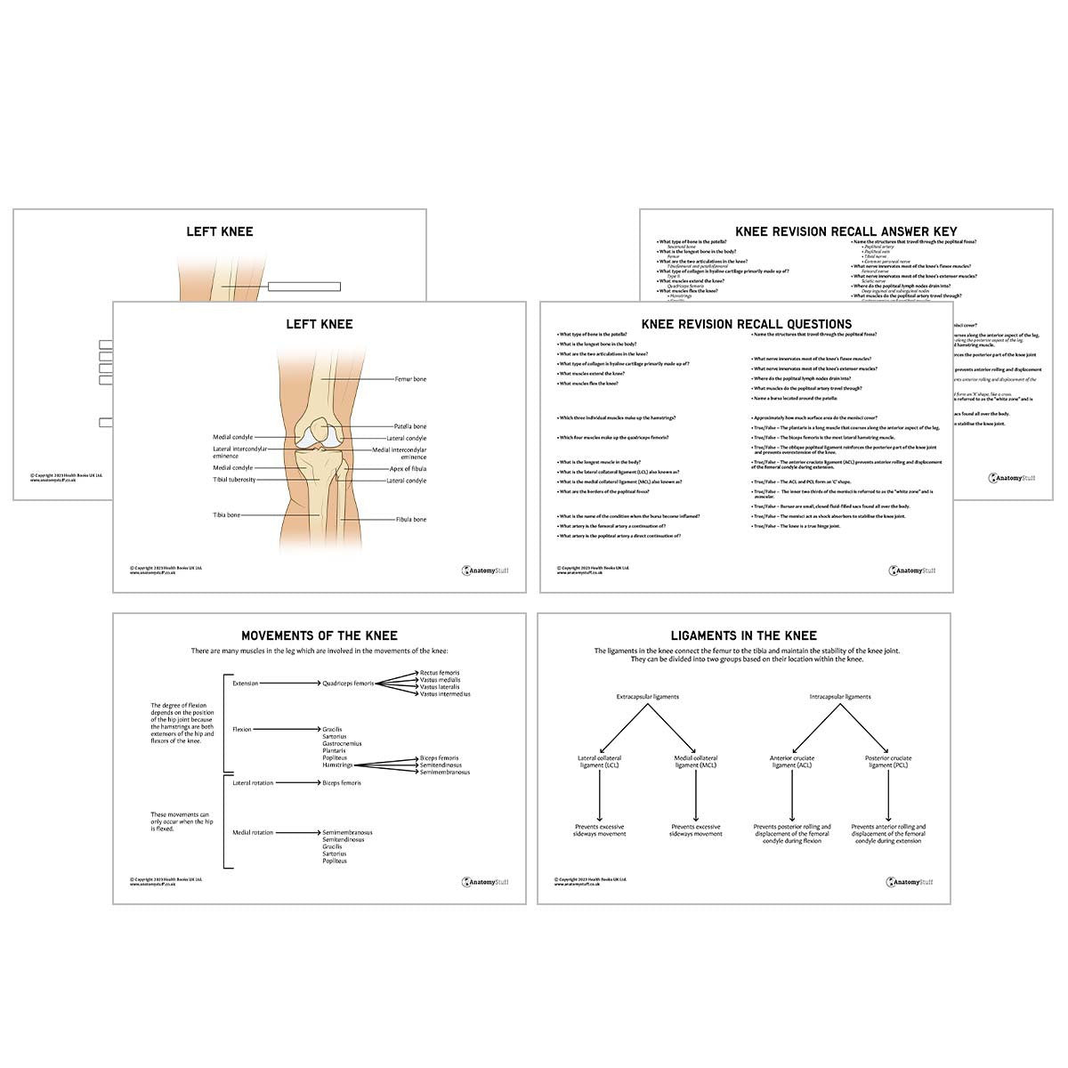 Lower Limb Anatomy Revision Pack (Interactive & Printable PDFs)