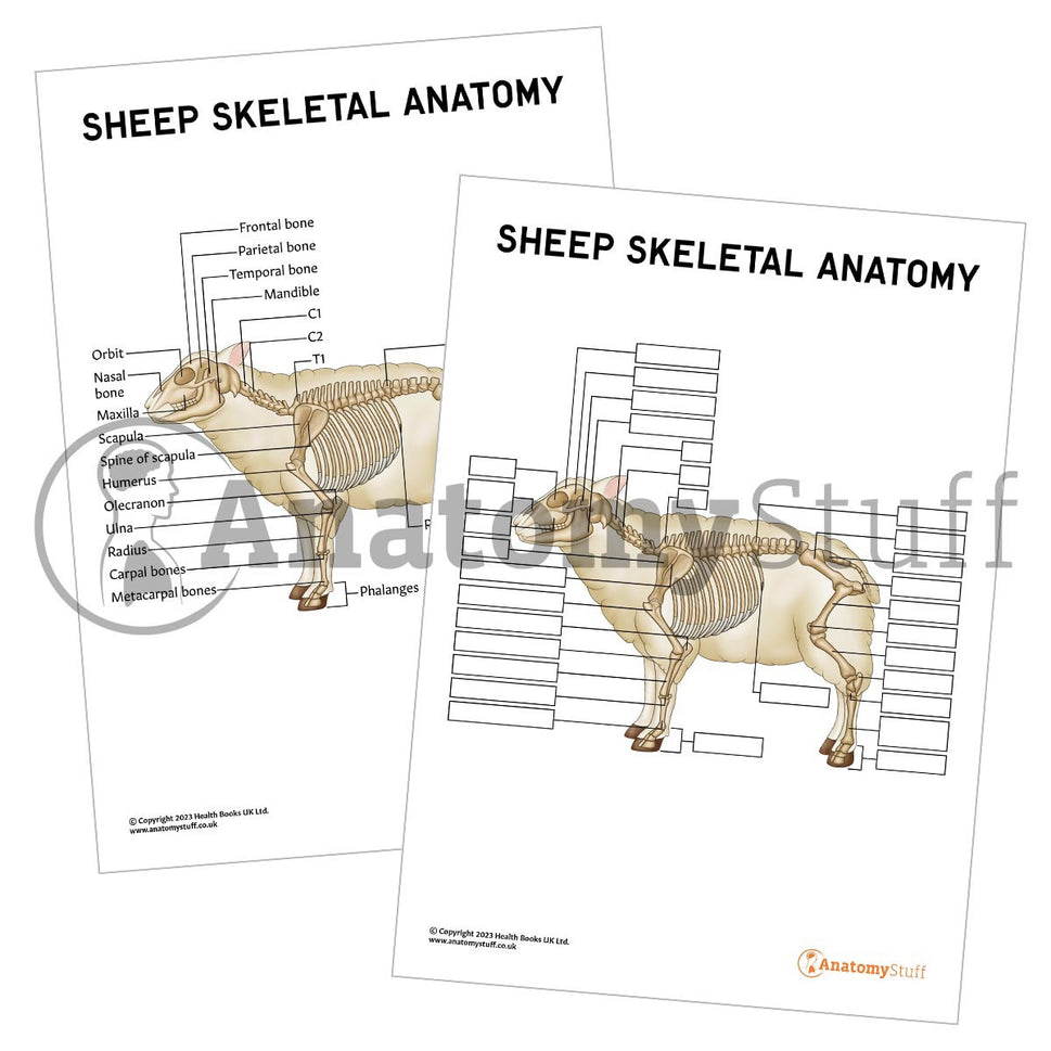Sheep Skeletal Anatomy  Poster / Worksheet (Interactive & Printable PDF)