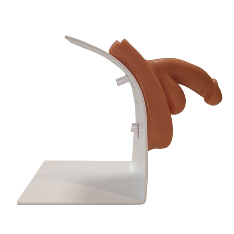 Dual Sex Urinary Catheterisation and Enema Trainer With Stand