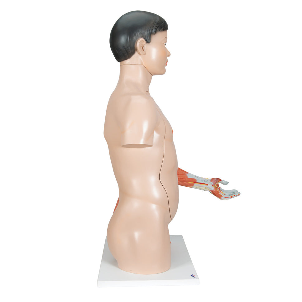 Deluxe Lifesize Asian Dual-Sex Torso Model (33 Part)