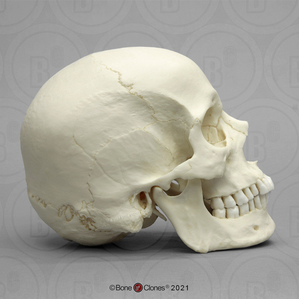 Bone Clones Anthropological Skulls