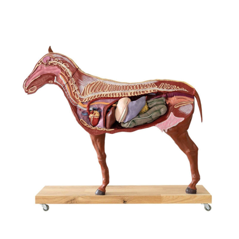 Lateral Cross Section View of Equine Model with 15 Organs