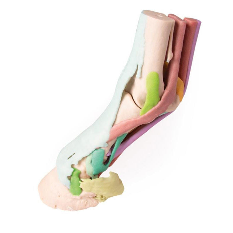 Equine Hoof 3D Printed Model - Model 1