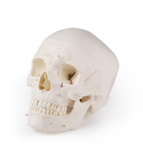 Magnetic Demonstration Skull Model (14 Part)