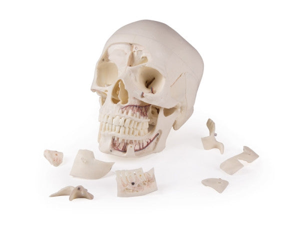 Magnetic Demonstration Skull Model (14 Part)