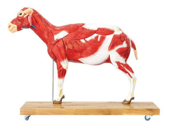 Left Lateral View Of Muscular Anatomy of Sheep Model