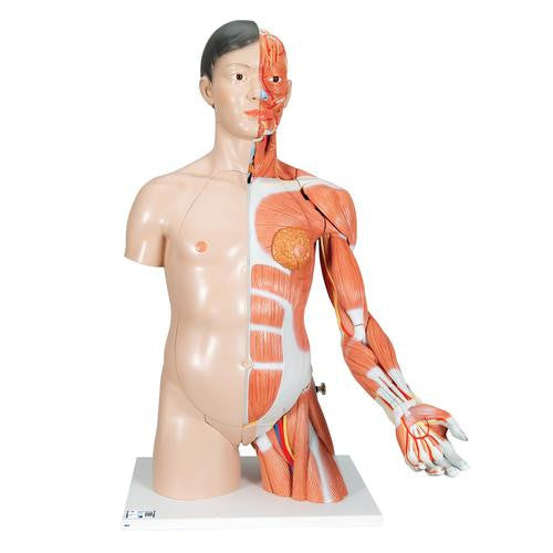 Deluxe Lifesize Asian Dual-Sex Torso Model (33 Part)
