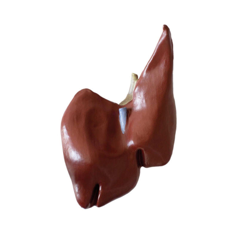 Liver Insert for Erler Zimmer Female Horse Model