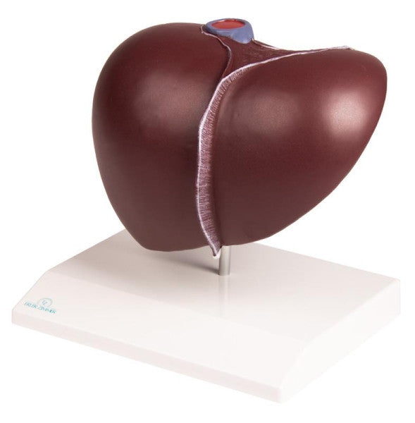 Budget Liver and Gallbladder Model