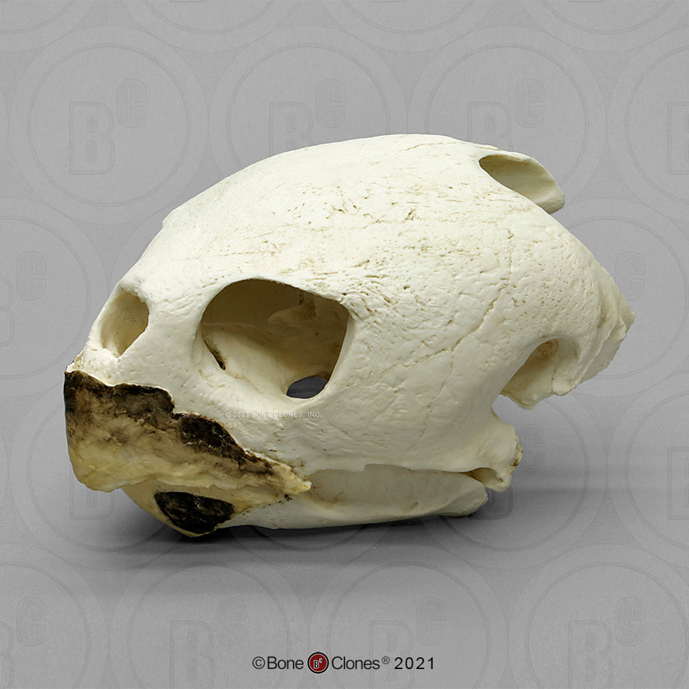 Bone Clones Turtle and Tortoise Skulls