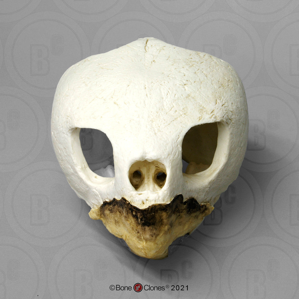 Bone Clones Turtle and Tortoise Skulls