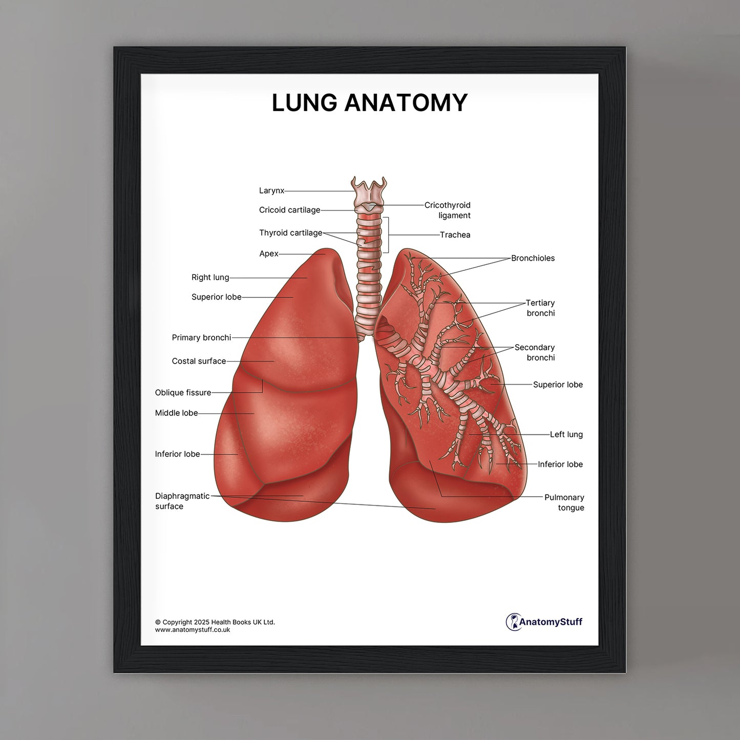 Lung Anatomy Print (Small 20 x 25 cm)