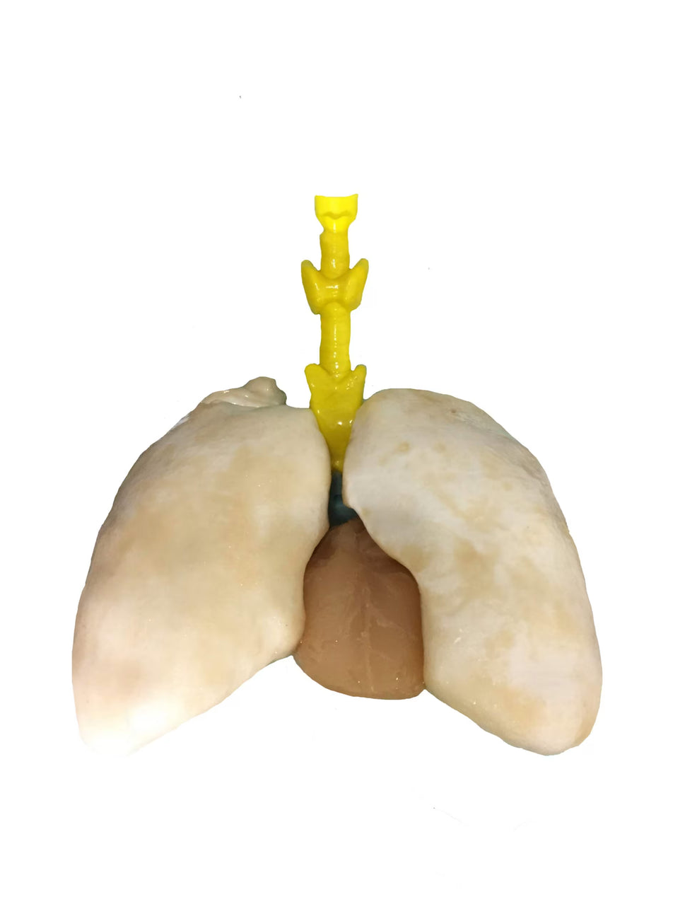 Adult Torso Phantom for X-Ray CT, MRI