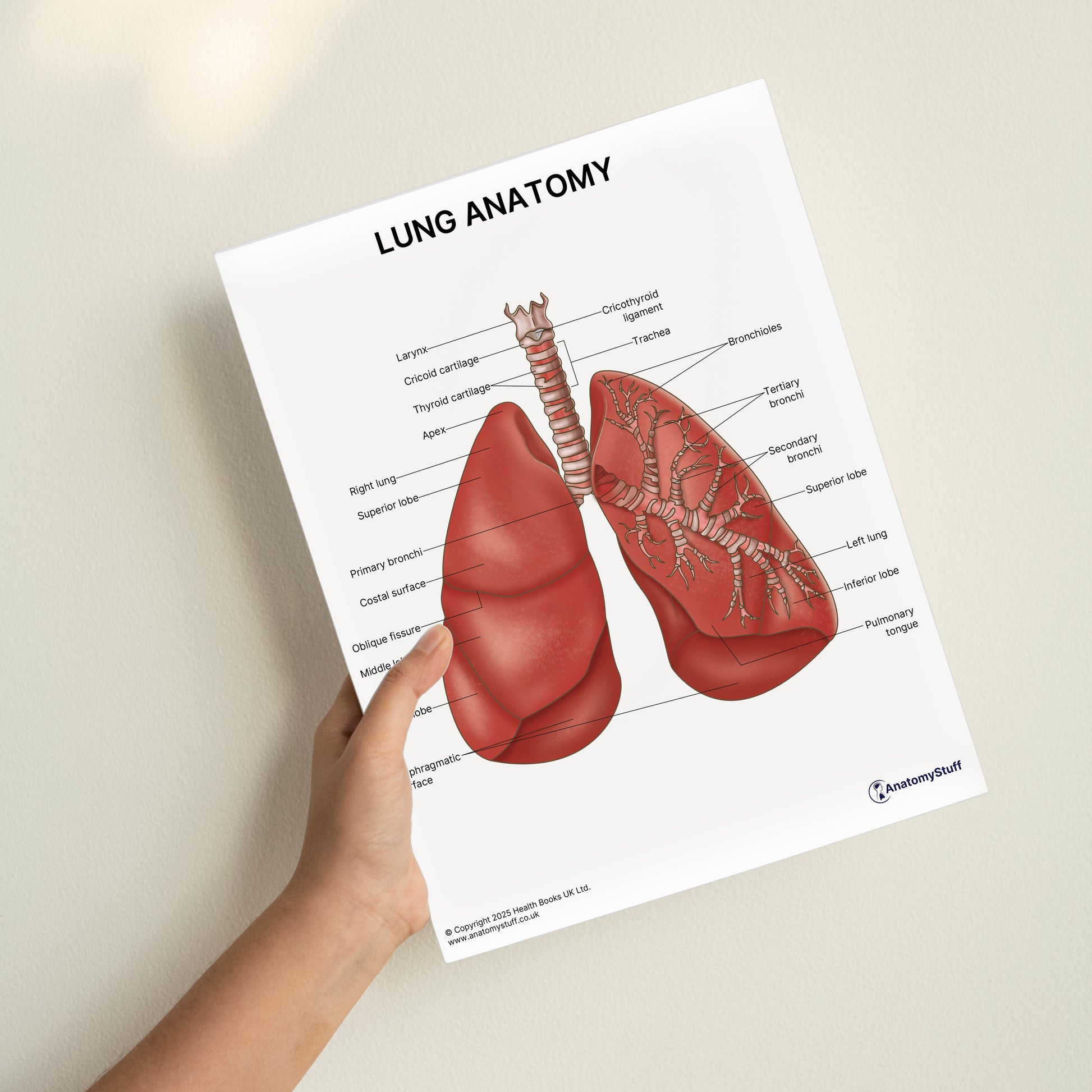 Lung Anatomy Print (Small 20 x 25 cm)