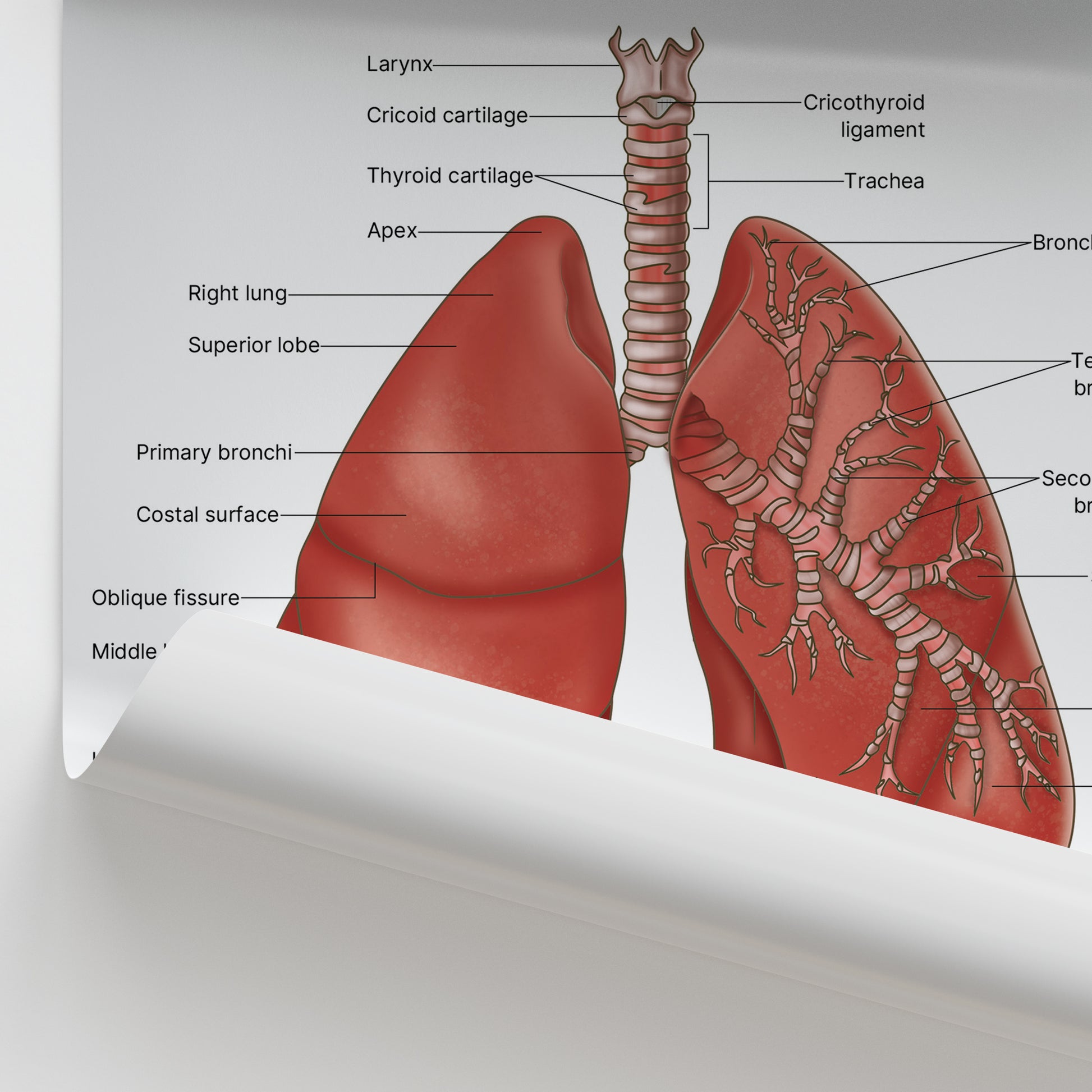Lung Anatomy Print (Small 20 x 25 cm)