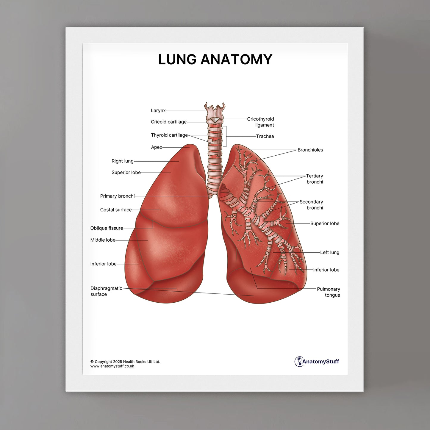 Lung Anatomy Print (Small 20 x 25 cm)