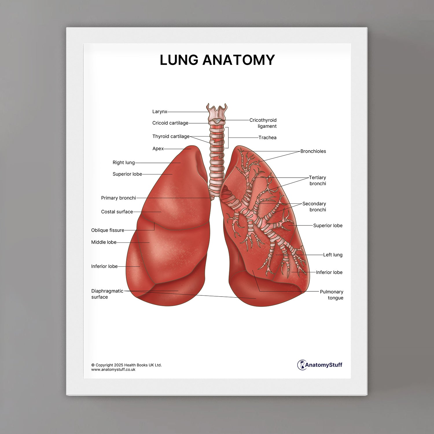 Lung Anatomy Print (Small 20 x 25 cm)