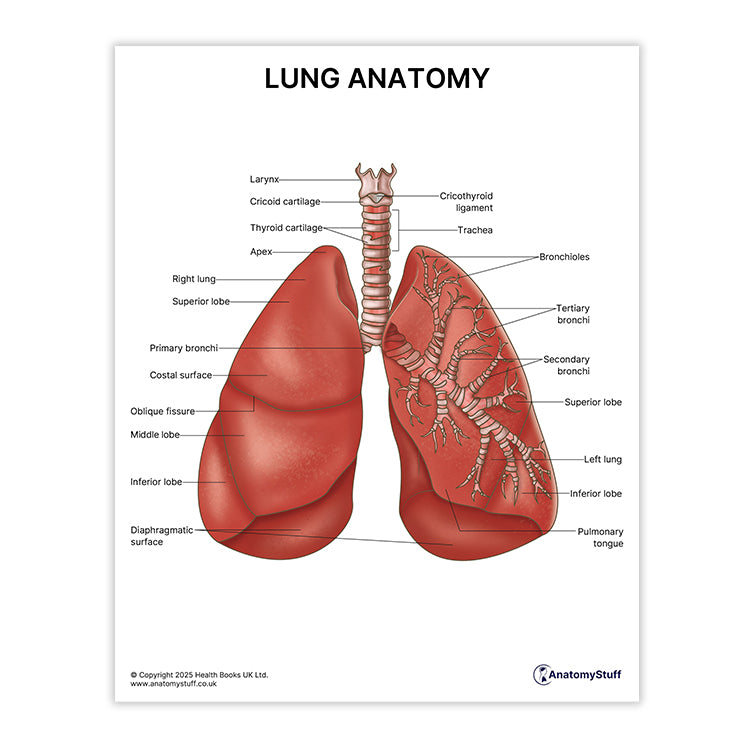 Lung Anatomy Print (Small 20 x 25 cm)