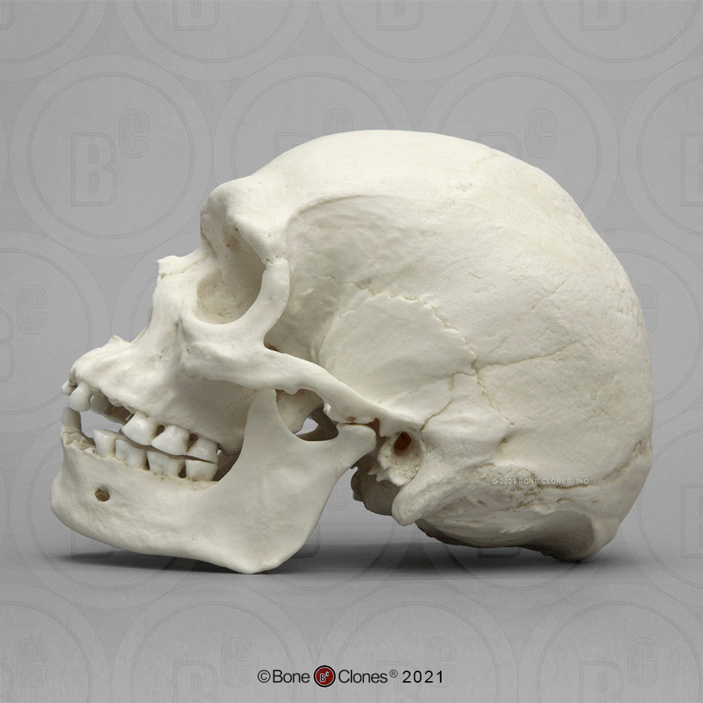 Bone Clones Anthropological Skulls