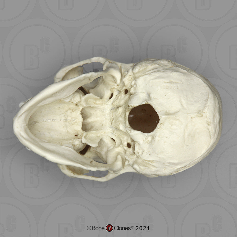 Bone Clones Anthropological Skulls