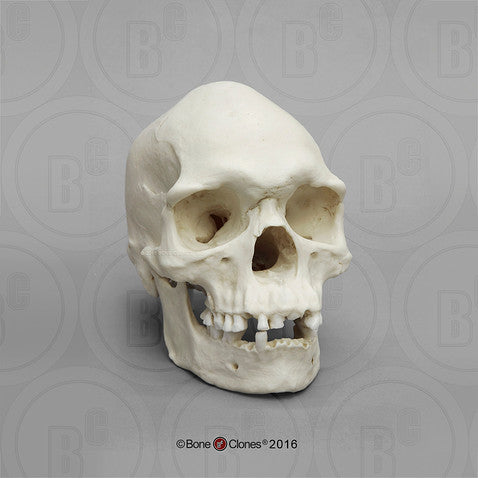 Bone Clones Anthropological Skulls