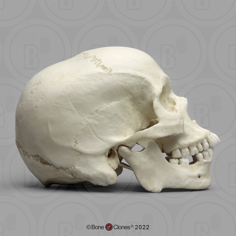 Bone Clones Anthropological Skulls