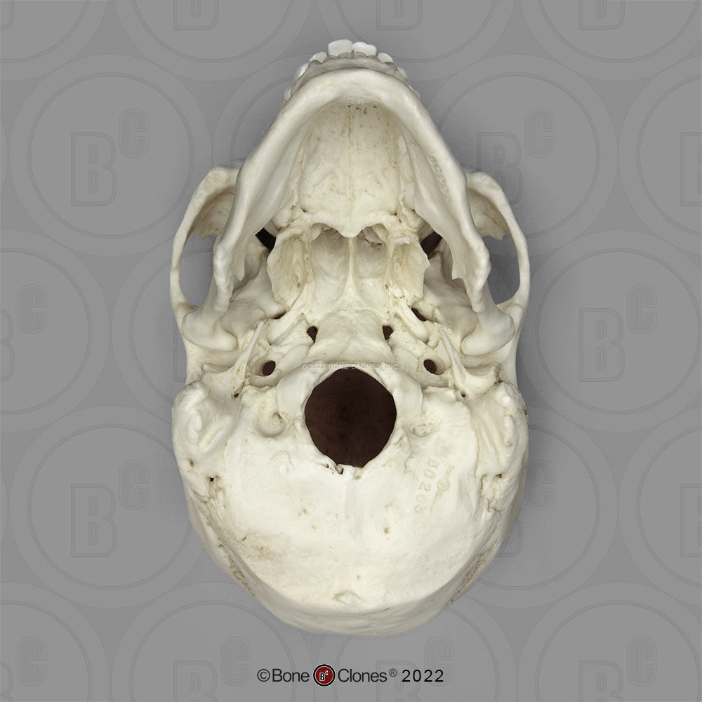 Bone Clones Anthropological Skulls