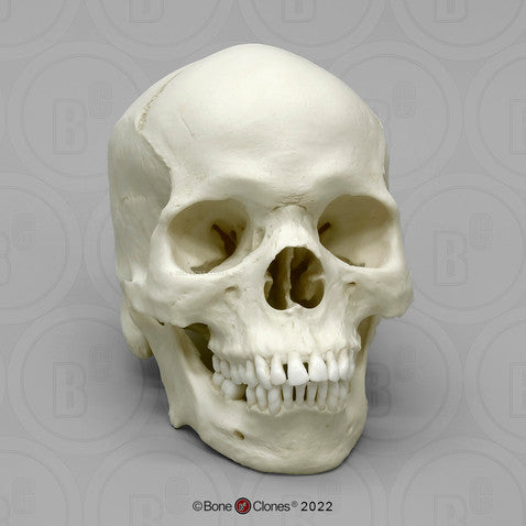 Bone Clones Anthropological Skulls