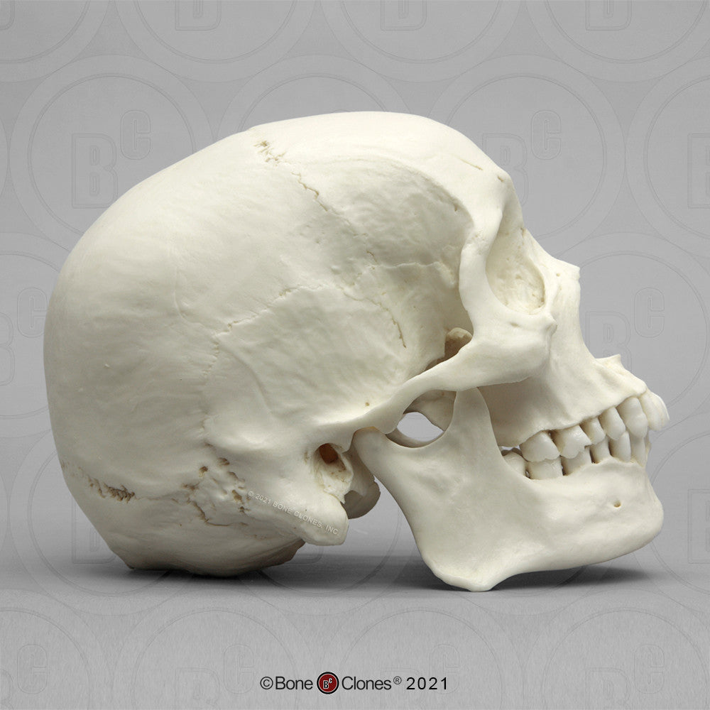 Bone Clones Anthropological Skulls