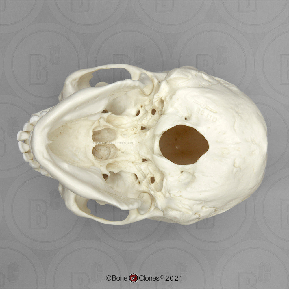 Bone Clones Anthropological Skulls