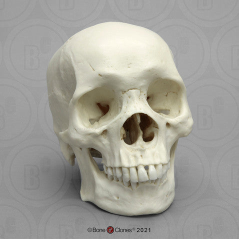Bone Clones Anthropological Skulls