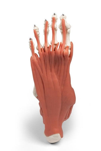 Muscles and Tendons of the Foot Model