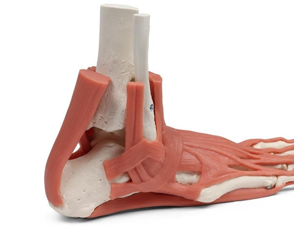Muscles and Tendons of the Foot Model