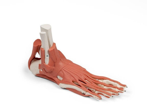 Muscles and Tendons of the Foot Model