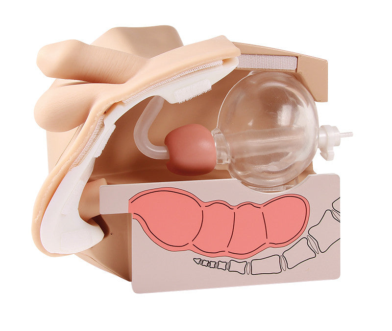 Male Catheterization and Enema Simulator