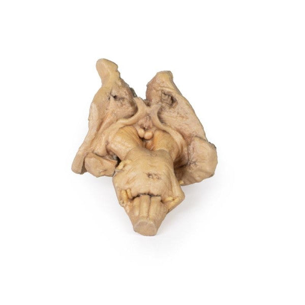 Brain 3D Printed Anatomy Model