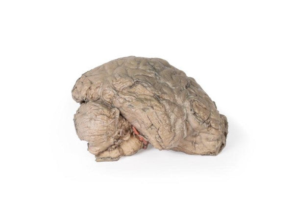 Brain 3D Printed Anatomy Model